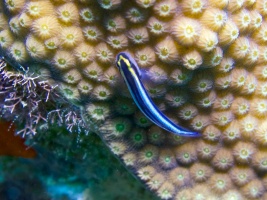 Sharknose Goby IMG 7486